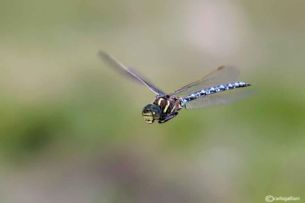 Aeshna juncea in volo